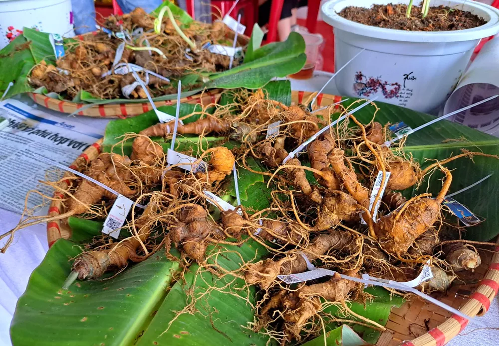 Củ Sâm Ngọc Linh. Ảnh: TN H3 Sam-Ngoc-Linh 6.jpg
