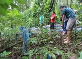 Trộm 25 củ sâm Ngọc Linh bán lấy tiền ăn Tết ảnh 2 Bắt thêm 2 nghi can trong vụ mất trộm 500 gốc sâm