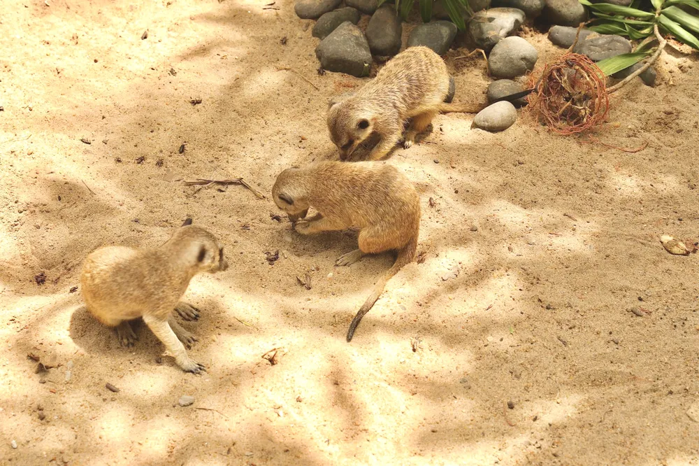 Cầy Meerkat. Ảnh: CN Vườn thú thân thiện 8.jpg