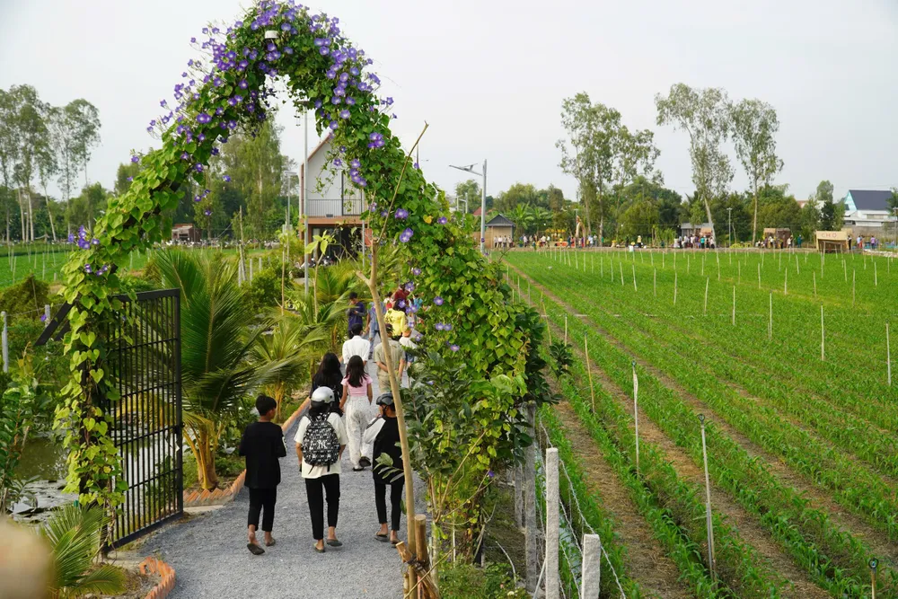 Chợ phiên Xóm Rẫy được tổ chức trên tuyến đường quê giữa những cánh đồng xanh mướt. Ảnh: HẢI DƯƠNG chợ phiên xóm rẫy đồng tháp